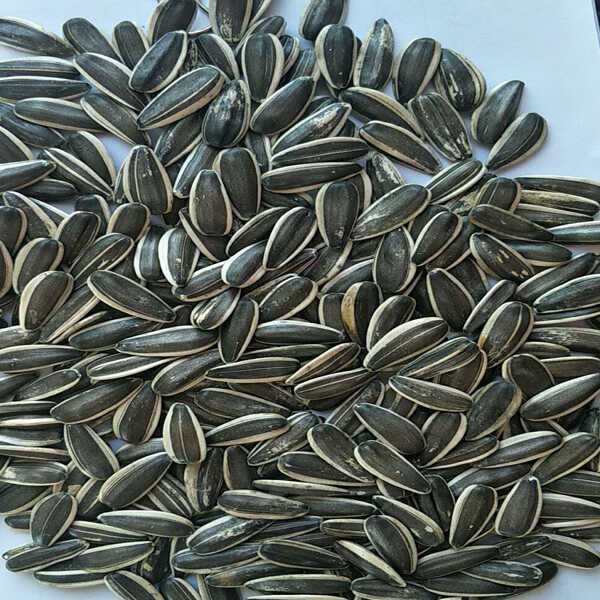 Sunflower Seeds Buy Sunflower seeds, Sunflower, Sunflower seed