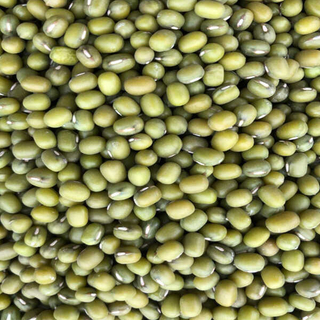 Sprouting Mung Beans
